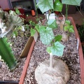 Gerrardanthus macrorhizus