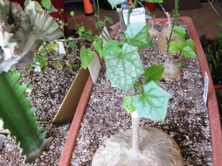 Gerrardanthus macrorhizus