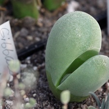 Gibbaeum album