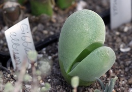 Gibbaeum album