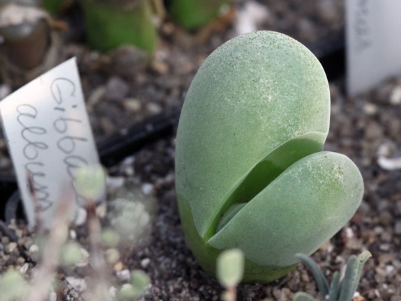 Gibbaeum album