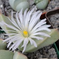 Herreanthus meyeri