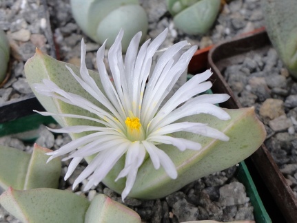 Herreanthus meyeri