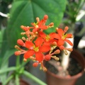 Jatropha podagrica