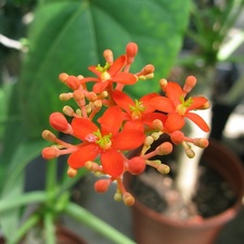 Jatropha podagrica