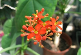 Jatropha podagrica