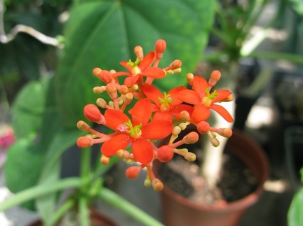Jatropha podagrica
