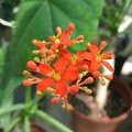 Jatropha_podagrica.jpg