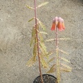 Kalanchoe X serratifolium