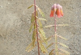 Kalanchoe X serratifolium