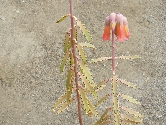 Kalanchoe X serratifolium