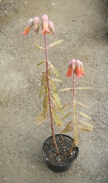 Kalanchoe_X_serratifolium.JPG