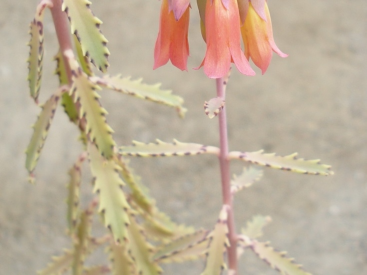 Kalanchoe X serratifolium1