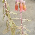 Kalanchoe X serratifolium1