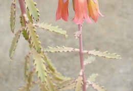 Kalanchoe X serratifolium1