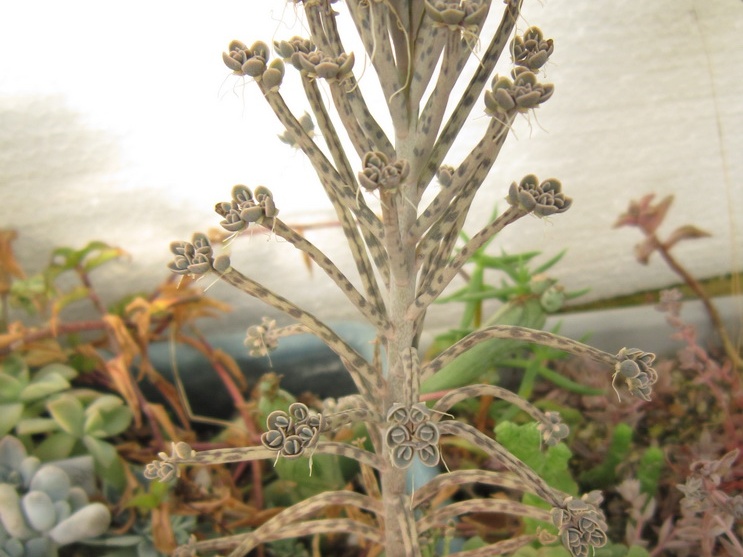 Kalanchoe  Bryophyllum  tubiflorum