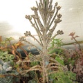 Kalanchoe  Bryophyllum  tubiflorum
