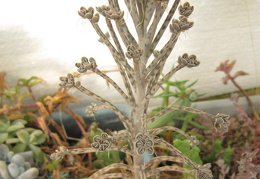 Kalanchoe  Bryophyllum  tubiflorum