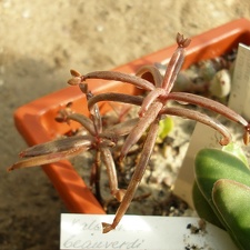 Kalanchoe beauverdii