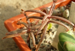 Kalanchoe beauverdii