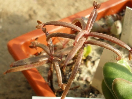 Kalanchoe beauverdii