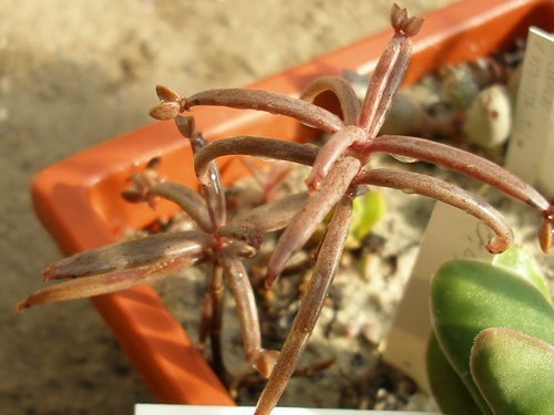 Kalanchoe beauverdii