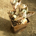 Kalanchoe beharensis v aureo-aeneus