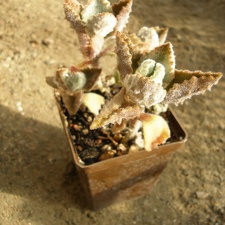 Kalanchoe beharensis v aureo-aeneus