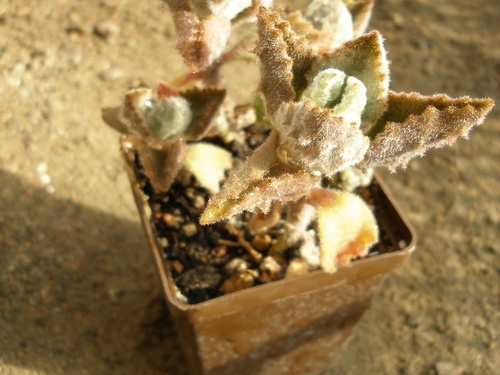 Kalanchoe beharensis v aureo-aeneus