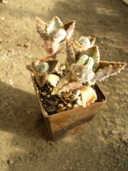 Kalanchoe_beharensis_v_aureo-aeneus.JPG