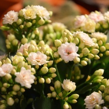 Kalanchoe blossfeldiana hybr