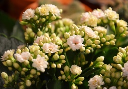 Kalanchoe blossfeldiana hybr