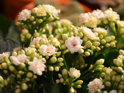 Kalanchoe blossfeldiana hybr