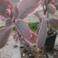 Kalanchoe fedtschenkoi