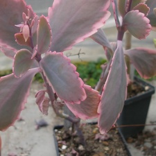 Kalanchoe fedtschenkoi