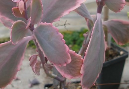 Kalanchoe fedtschenkoi