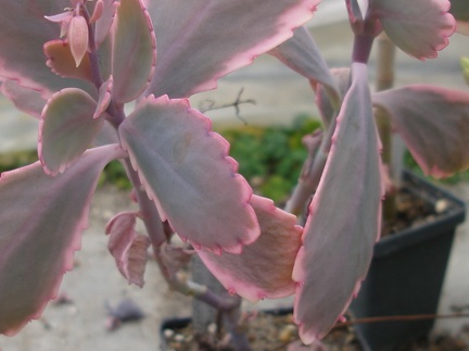 Kalanchoe fedtschenkoi