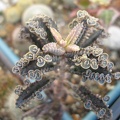 Kalanchoe serrata