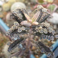 Kalanchoe serrata