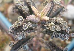 Kalanchoe serrata