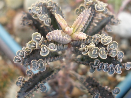 Kalanchoe serrata