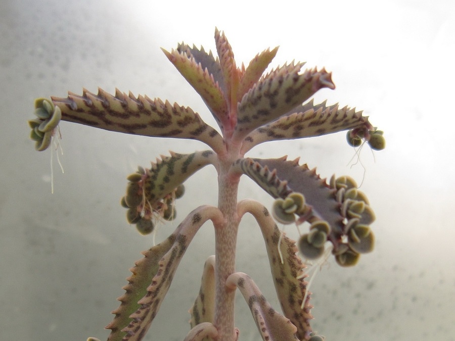 Kalanchoe serrata 001