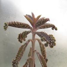 Kalanchoe serrata 001