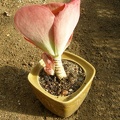 Kalanchoe thyrsiflora