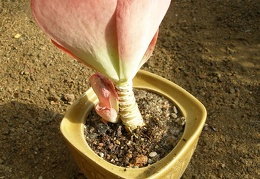 Kalanchoe thyrsiflora