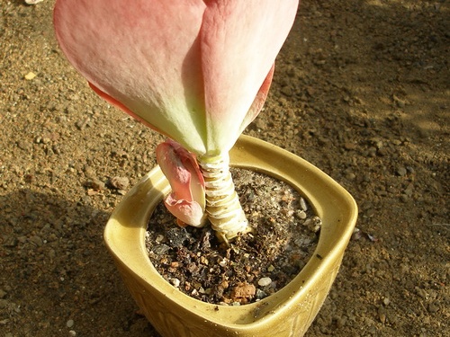 Kalanchoe thyrsiflora
