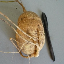 Kedrostis africana