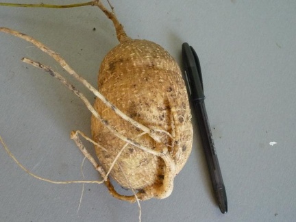 Kedrostis africana