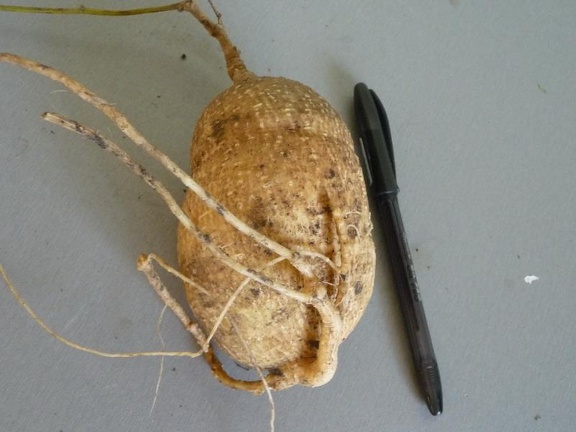 Kedrostis africana