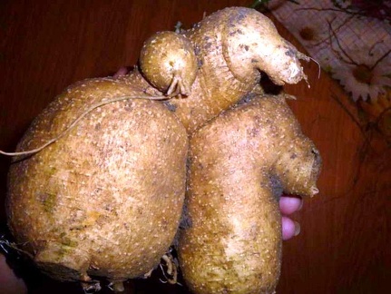 Kedrostis punctulata Tim FG